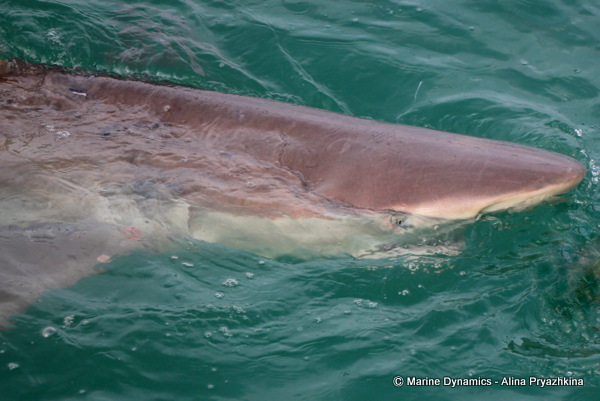 Bronze whaler shark gansbaai south africa